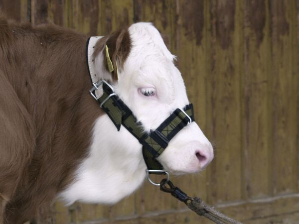Kälberhalfter Nylon