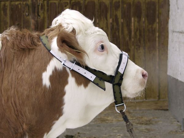 Kuhhalfter Nylon
