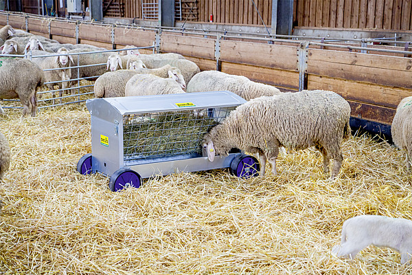 Heuraufe mit Rädern für Lämmer und Schafe